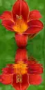 lily