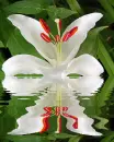 lily