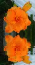 lily