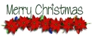 Merry Christmas Poinsettias