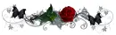 Red Rose Page Divider