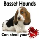 Basset Hounds Steal - Betty
