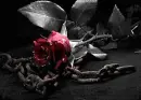 g0tH r0sE-RustY cHaiN