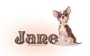 Chihuahua: Jane