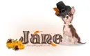 Chihuahua: Thanksgiving: Jane