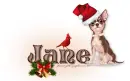 Chihuahua: Christmas: Jane