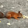 baby red squirrel
