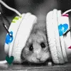 hamster