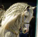 arabic horse