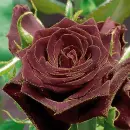 rosas