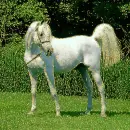 arabic horse