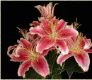 lilies