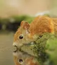 red squirrel