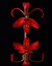 sprekelia