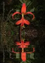 sprekelia