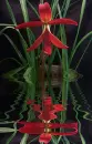 sprekelia