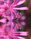 nerine