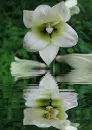 giant lily