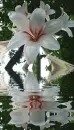 giant lily