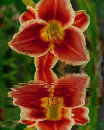daylily