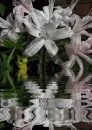 nerine