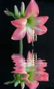 hippeastrum