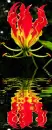 gloriosa