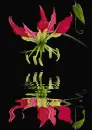 gloriosa