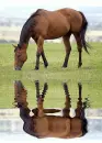 horse