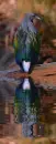 nicobar pigeon
