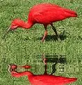 ibis