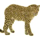 leopard
