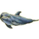dolphin