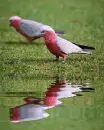 galah