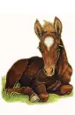 foal