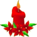 poinsettia