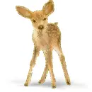 fawn