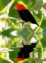manakin