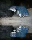blue penguin