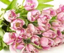 pink rosas