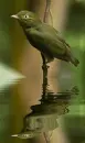 manakin