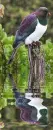 kereru