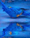 parrots