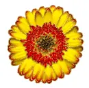 dahlia