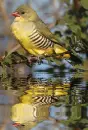 munia
