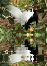 silver pheasant