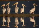 pelicans