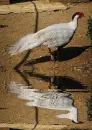 silver pheasant