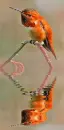 hummingbird