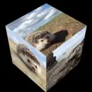 hedgehogs cube